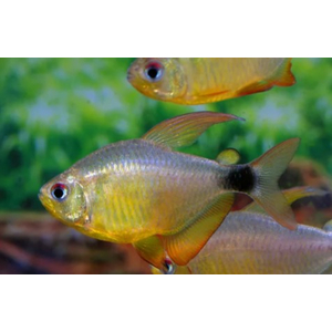 ТЕТРА КИТТИ - Хифессобрикон хелиактус - Hyphessobrycon heliacus