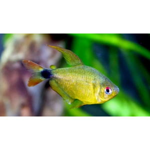 ТЕТРА КИТТИ - Хифессобрикон хелиактус - Hyphessobrycon heliacus