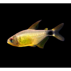 ТЕТРА КИТТИ - Хифессобрикон хелиактус - Hyphessobrycon heliacus