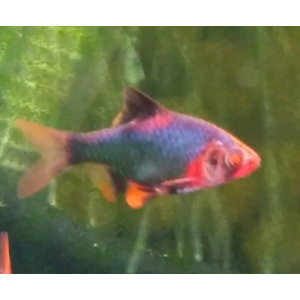 БАРБУС ГЛО МШИСТЫЙ КРАСНЫЙ