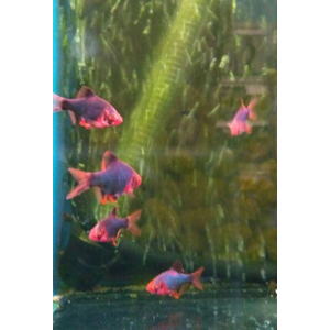 БАРБУС ГЛО МШИСТЫЙ КРАСНЫЙ