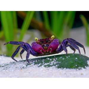 КРАБ ВАМПИР ПУРПУРНЫЙ фиолетовый - Geosesarma - CRAB-VAMPIRE (PURPLE)