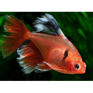 ТЕТРА МИНОР ВУАЛЕВЫЙ СЕРПАС - Hyphessobrycon serpae