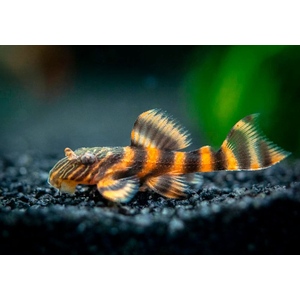 L-397 Панак Красная зебра (Panaqolus sp. 397) — аквариумная рыбка из семейства кольчужных сомов.