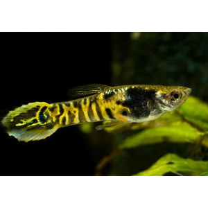 ГУППИ ЭНДЛЕРА ТИГР