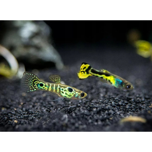 ГУППИ ЭНДЛЕРА ТИГР