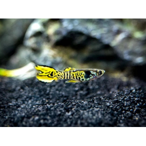 ГУППИ ЭНДЛЕРА ТИГР