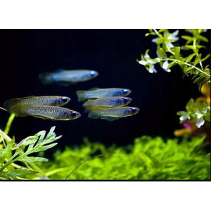 ГОЛУБОГЛАЗКА НОРМАНА - Aplocheilichthys normani NORMANS LAMPEYE