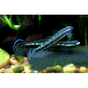 БЫЧОК СИНИЙ - Stiphodon sp. BLUE BELLY GOBY