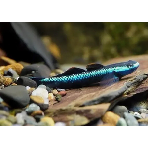 БЫЧОК СИНИЙ - Stiphodon sp. BLUE BELLY GOBY