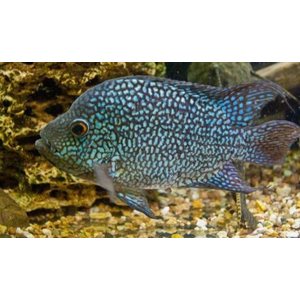 Бриллиантовая цихлазома (Цихлазома жемчужная) (Cichlasoma cyanoguttatum)