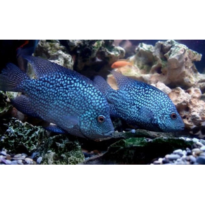 Бриллиантовая цихлазома (Цихлазома жемчужная) (Cichlasoma cyanoguttatum)