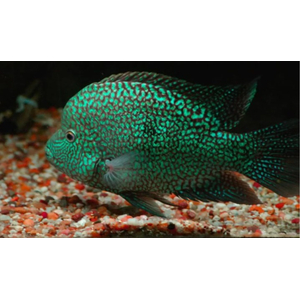 Бриллиантовая цихлазома (Цихлазома жемчужная) (Cichlasoma cyanoguttatum)