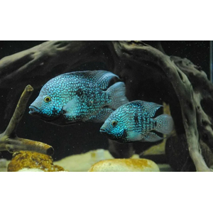 Бриллиантовая цихлазома (Цихлазома жемчужная) (Cichlasoma cyanoguttatum)