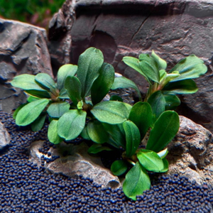 БУЦЕФАЛАНДРА ЯБЛОЧНЫЙ ЛИСТ - Bucephalandra apple leaf