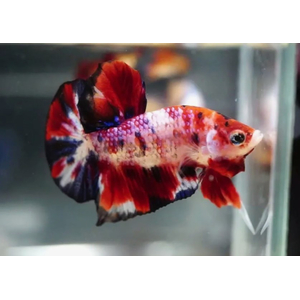 ПЕТУШОК ПЛАКАТ КОИ НЕМО, рыбка петушок, Betta Plakat Koi Nemo