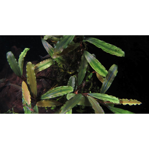 БУЦЕФАЛАНДРА ТИТАН - Bucephalandra Titan