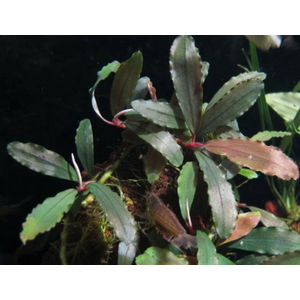 БУЦЕФАЛАНДРА ТИТАН - Bucephalandra Titan