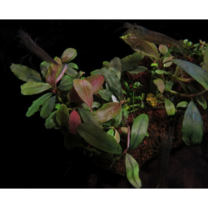 БУЦЕФАЛАНДРА ТИТАН - Bucephalandra Titan