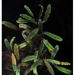 БУЦЕФАЛАНДРА ТИТАН - Bucephalandra Titan