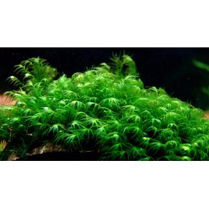 МОХ ФЕНИКС - Moss Fissidens