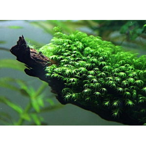 МОХ ФЕНИКС - Moss Fissidens