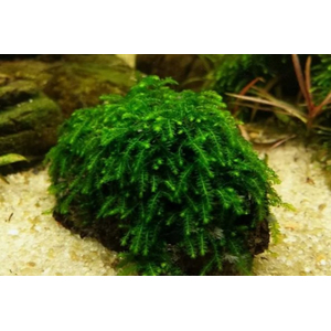 МОХ ВИПИНГ, плакучий - Vesicularia ferriei, Weeping Moss