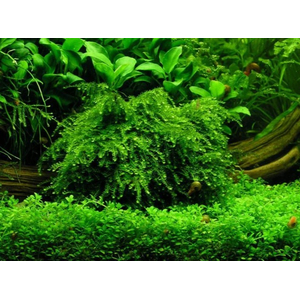 МОХ ВИПИНГ, плакучий - Vesicularia ferriei, Weeping Moss