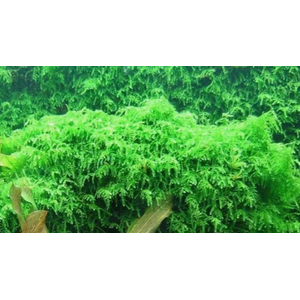 МОХ ВИПИНГ, плакучий - Vesicularia ferriei, Weeping Moss