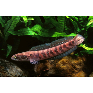 ЗМЕЕГОЛОВ КРАСНАЯ ЛУНА - Channa nox Red Moon