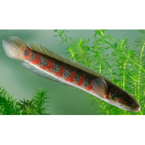 ЗМЕЕГОЛОВ КРАСНАЯ ЛУНА - Channa nox Red Moon