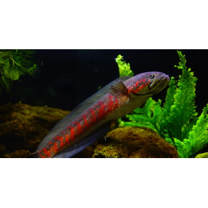 ЗМЕЕГОЛОВ КРАСНАЯ ЛУНА - Channa nox Red Moon