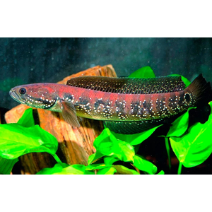 ЗМЕЕГОЛОВ КРАСНАЯ ЛУНА - Channa nox Red Moon