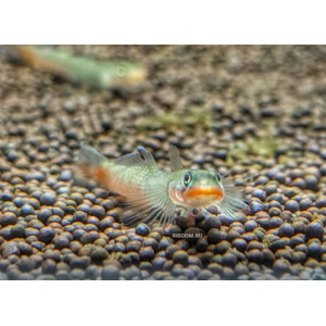 Бычок красногубый (Sicyopus rubicundus) — яркая аквариумная рыбка, также известная как «красный леденец».