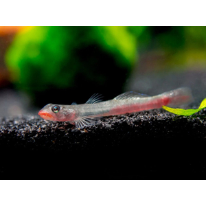 Бычок красногубый (Sicyopus rubicundus) — яркая аквариумная рыбка, также известная как «красный леденец».