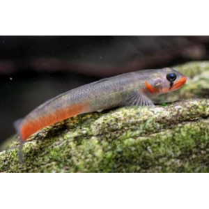 Бычок красногубый (Sicyopus rubicundus) — яркая аквариумная рыбка, также известная как «красный леденец».