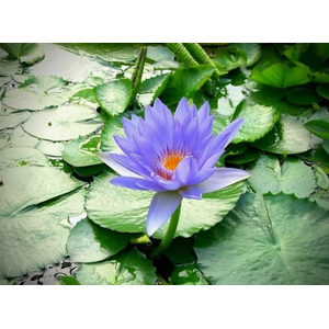 НИМФЕЯ ТАЙСКАЯ ГОЛУБАЯ / Nymphaea blue thai