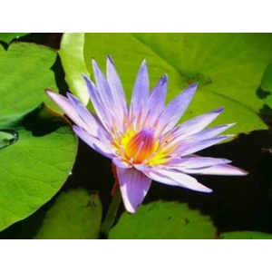 НИМФЕЯ ТАЙСКАЯ ГОЛУБАЯ / Nymphaea blue thai