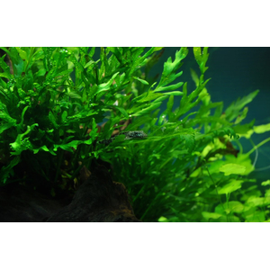 ПАПОРОТНИК БОЛБИТИС ГЕТЕРОКЛИТА - Bolbitis heteroclita