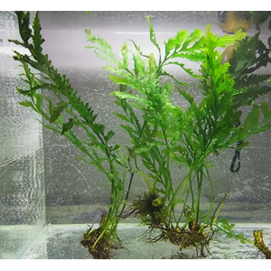 ПАПОРОТНИК БОЛБИТИС ГЕТЕРОКЛИТА - Bolbitis heteroclita