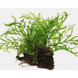 ПАПОРОТНИК БОЛБИТИС ГЕТЕРОКЛИТА - Bolbitis heteroclita