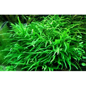 ПАПОРОТНИК УЗКОЛИСТНЫЙ - Microsorum pteropus Narrow Leaf