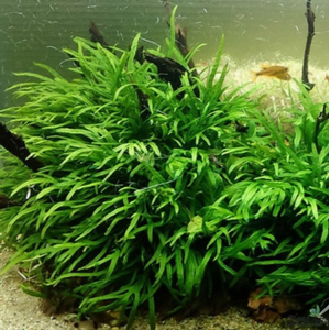 ПАПОРОТНИК УЗКОЛИСТНЫЙ - Microsorum pteropus Narrow Leaf