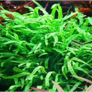 ПАПОРОТНИК УЗКОЛИСТНЫЙ - Microsorum pteropus Narrow Leaf