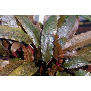 КРИПТОКОРИНА МИ ОЙЯ - Cryptocoryne wendtii Ми Oya