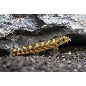 ВЬЮН ЗОДИАК - Mesonoemacheilus triangularis