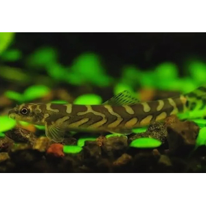 ВЬЮН ЗОДИАК - Mesonoemacheilus triangularis