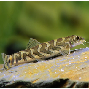 ВЬЮН ЗОДИАК - Mesonoemacheilus triangularis