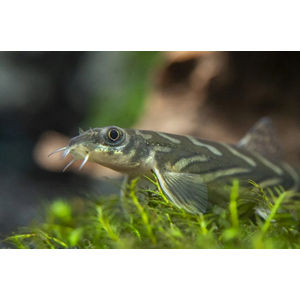 ВЬЮН ЗОДИАК - Mesonoemacheilus triangularis