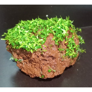 МИКРАНТЕМУМ НА ЛАВЕ